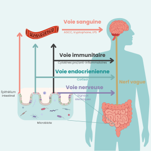 Schéma de l'axe intestin-cerveau : les 4 voies de communication nerveuse, hormonale, immunitaire et sanguine impliquées dans la réponse au stress