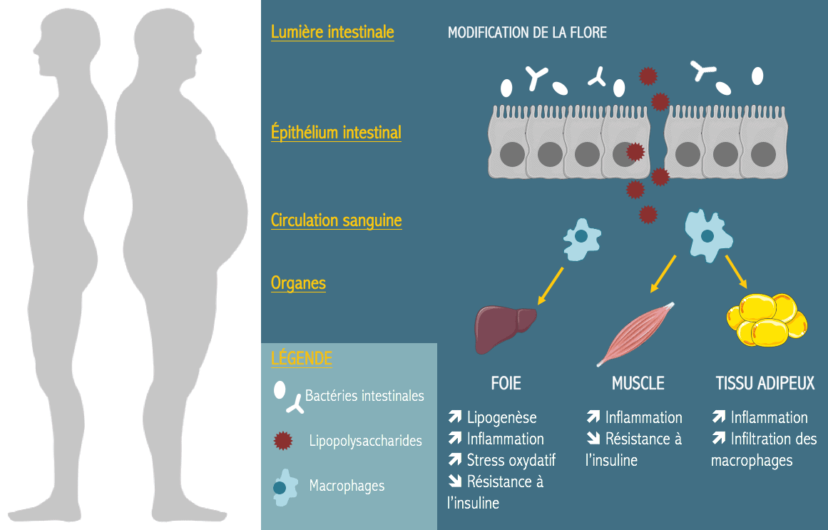 obésité probiotiques minceur