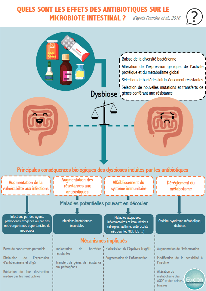 INFOGRAPHIE - Quels sont les effets des antibiotiques sur le microbiote ...