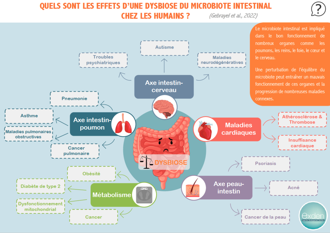 INFOGRAPHIE - Conséquences d'une dysbiose du microbiote sur la santé ...