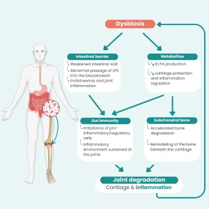 Diagram illustrating the 4 pathways of the gut-joint axis in the case of intestinal dysbiosis: weakened intestinal barrier and LPS passage, decreased SCFA metabolites, imbalanced gut immunity, and subchondral bone remodeling — human silhouette with digestive system and knee joint highlighted.