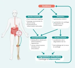 Schéma illustrant les 4 voies de l'axe intestin-articulation en cas de dysbiose intestinale : barrière intestinale fragilisée et passage de LPS, baisse des métabolites AGCC, déséquilibre de l'immunité intestinale, et remodelage de l'os sous-chondral - silhouette humaine avec appareil digestif et articulation du genou mis en évidence.