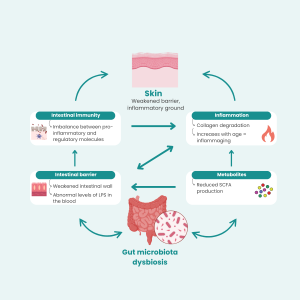 Diagram illustrating the four pathways of the gut-skin axis in cases of intestinal dysbiosis—compromised intestinal barrier and abnormal passage of LPS, reduced levels of protective AGCC metabolites, an imbalance in the gut immune system between pro-inflammatory and regulatory cells, skin inflammation with collagen degradation and inflammaging—gut microbiota in a state of dysbiosis linked to the skin via two independent pathways.
