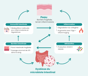 Schéma illustrant les quatre voies de l'axe intestin-peau en cas de dysbiose intestinale - barrière intestinale fragilisée et passage anormal de LPS, réduction des métabolites AGCC protecteurs, déséquilibre de l'immunité intestinale entre cellules pro-inflammatoires et régulatrices, inflammation cutanée avec dégradation du collagène et inflammaging - microbiote intestinal en dysbiose relié à la peau par deux voies indépendantes.