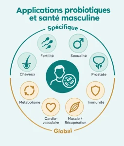 Schéma circulaire des applications des probiotiques sur la santé masculine, réparties en deux catégories : des applications spécifiques à la physiologie masculine sans équivalent chez la femme (fertilité, sexualité, prostate, cheveux), et des applications à une approche plus globale de la santé (métabolisme, santé cardiovasculaire, masse musculaire et récupération, immunité) - silhouette masculine avec microbiote au centre.
